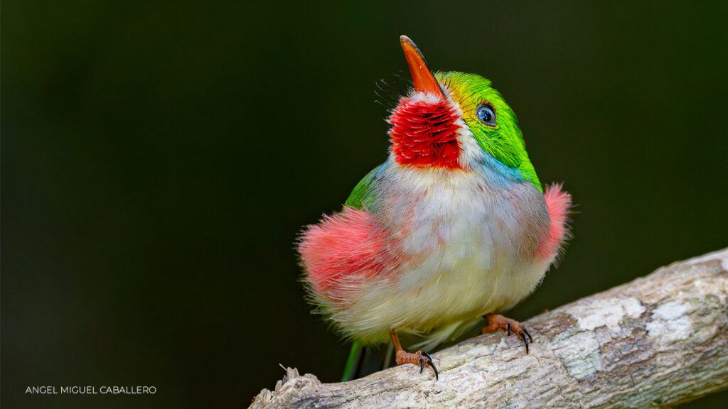 Cuban Tody